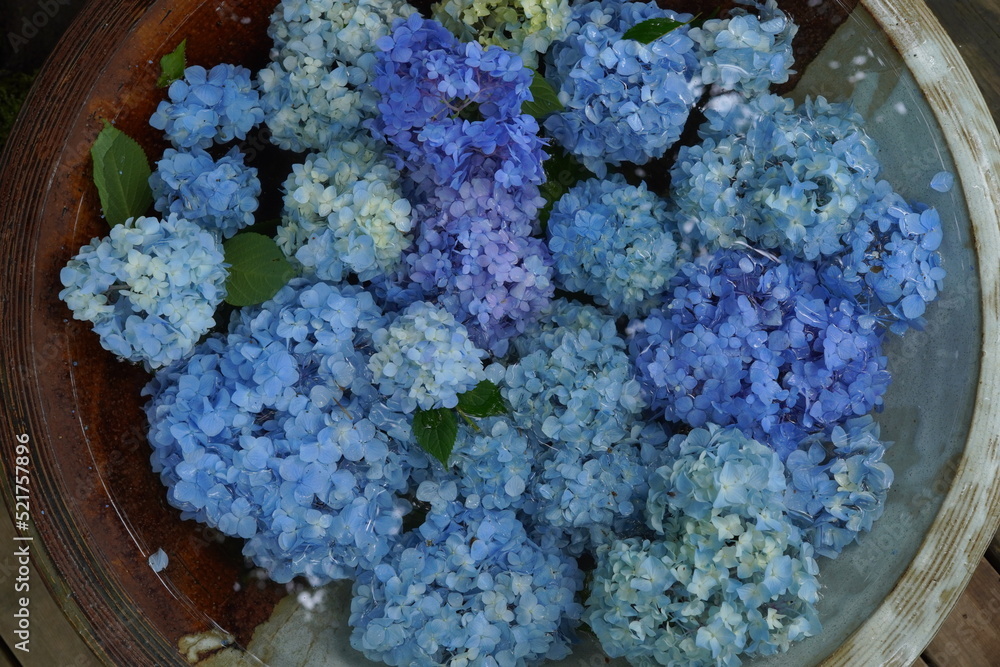 手水鉢の青紫陽花