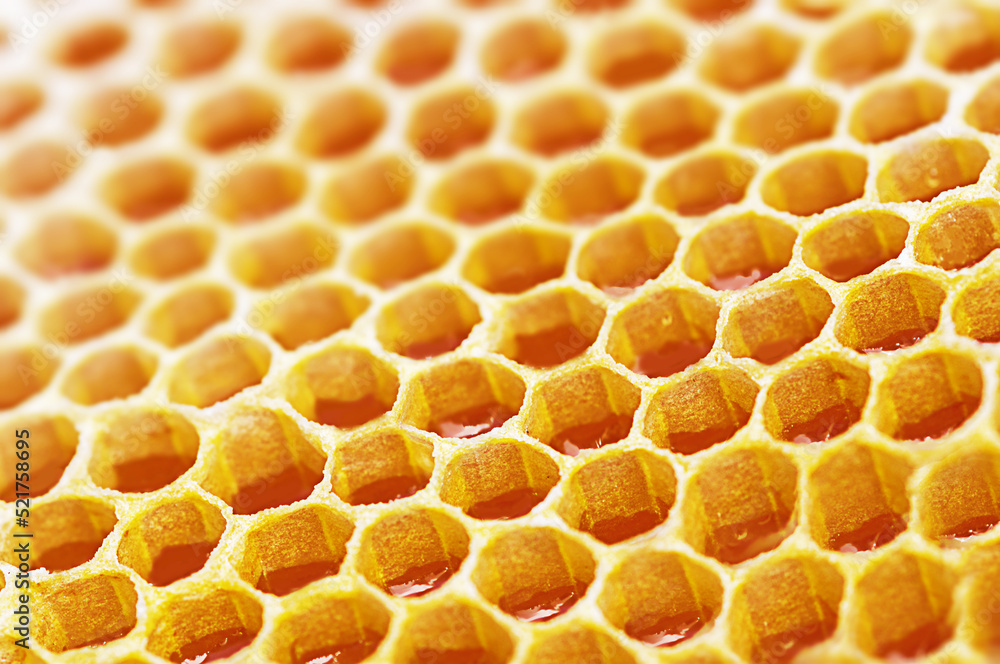 honeycombs for bees close-up. Production of honey in honeycombs