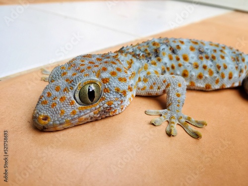Close up Beautiful red spot gray skin gecko show big eye and skin texture