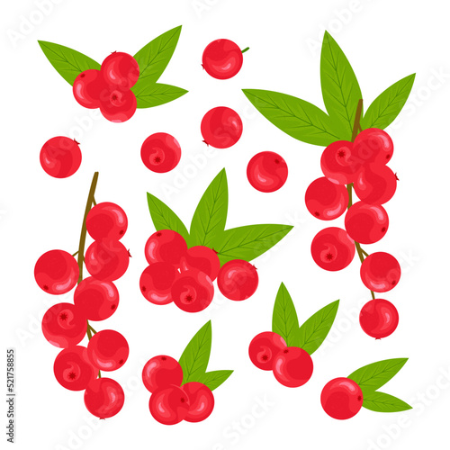 Camu camu. Tropical berry. Color vector set