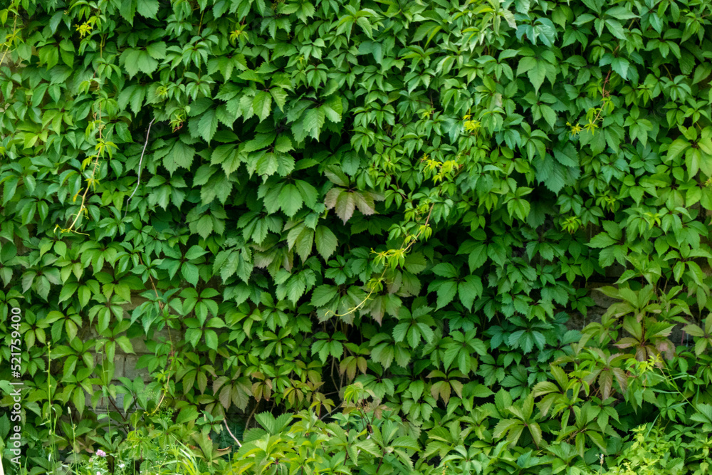 Parthenocissus quinquefolia, known as Virginia creeper, Victoria
