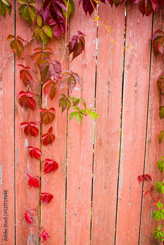  Parthenocissus quinquefolia, known as Virginia creeper, Victoria creeper, five-leaved ivy. Red foliage background red wooden wall. Natural background.