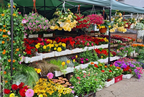 Many different varieties of flowers in beautiful colors in the city's agricultural market