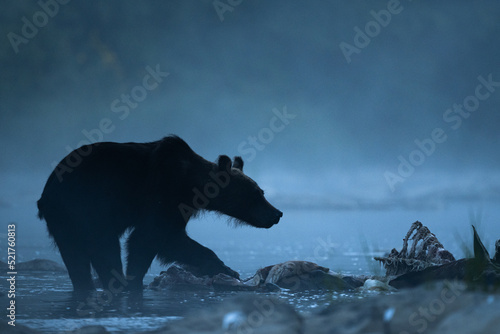 A Brown Bear (Ursus arctos) eating a hunted Red Deer (Cervus elaphus). Bieszczady, Carpathians, Poland..