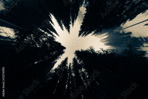 A dark moody scene looking upwards in a forest. The trees look sinister in this wideangled shot. photo