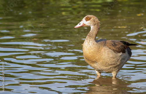 Egyptian goose