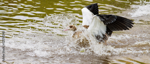 goose landing on the water