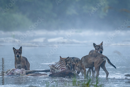 Fototapeta Naklejka Na Ścianę i Meble -  Wolves (Canis lupus) by the remains of a killed deer. Bieszczady, Carpathians, Poland.