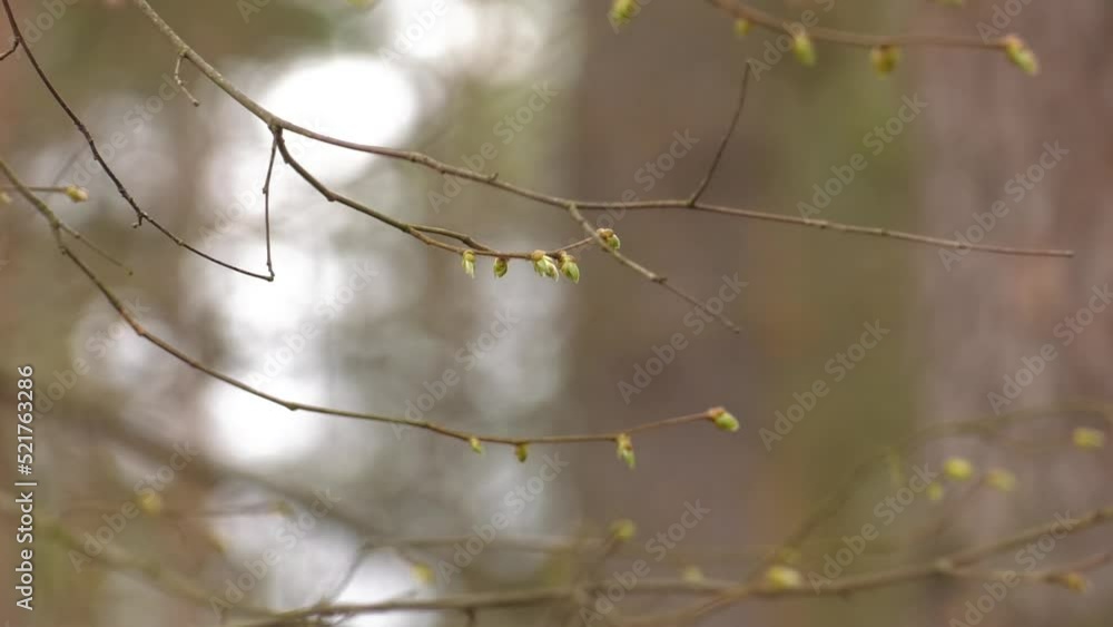 little green leafs on thin branches in spring time on green background little green leafs on thin branches in spring time on green background