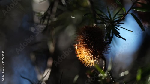bottlebrush flower in bloom, in a national park in tasmania australia.  photo