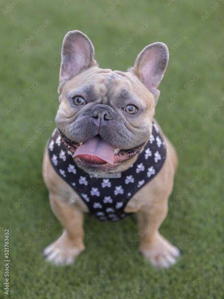 1-Year-Old Blue Fawn Male Frenchie Sitting and Panting with Tongue Sticking Out. Off-leash dog park in Northern California.