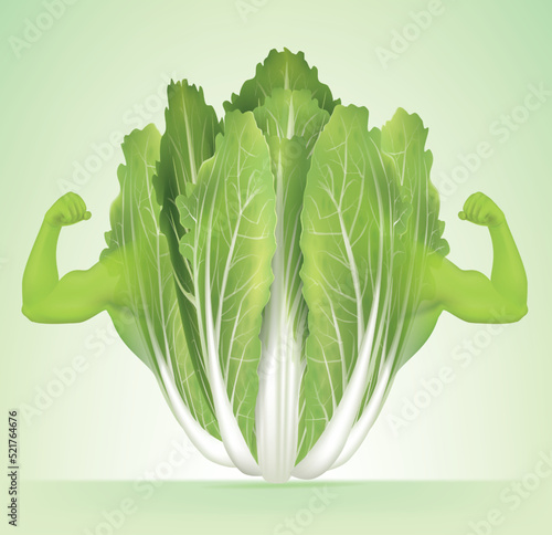 Cabbage with arm muscles.illustration vector