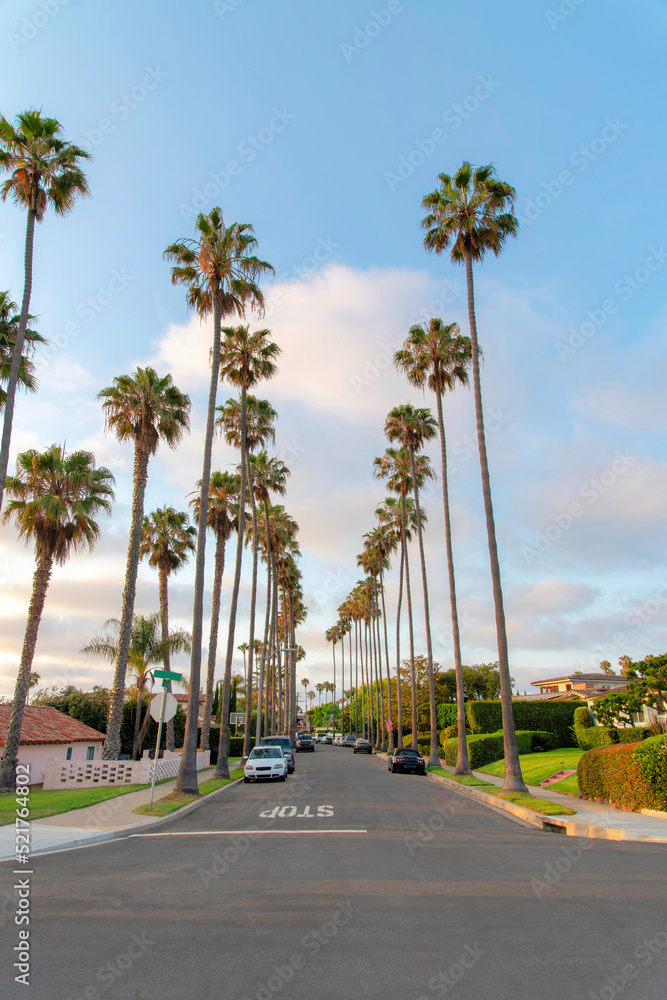 Road in La Jolla, California with columnar tall palm trees at the front
