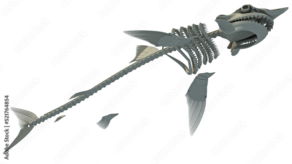 Obraz premium Great White Shark Skeleton 3D rendering