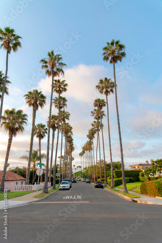 Road in La Jolla, California with columnar tall palm trees at the front