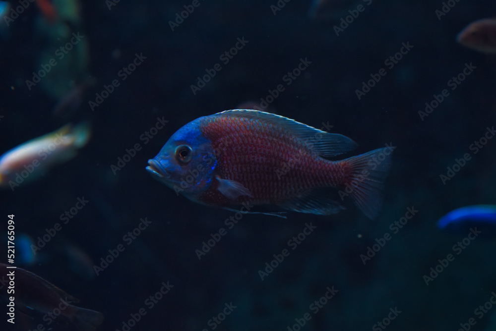 Fototapeta premium fish swimming in aquarium