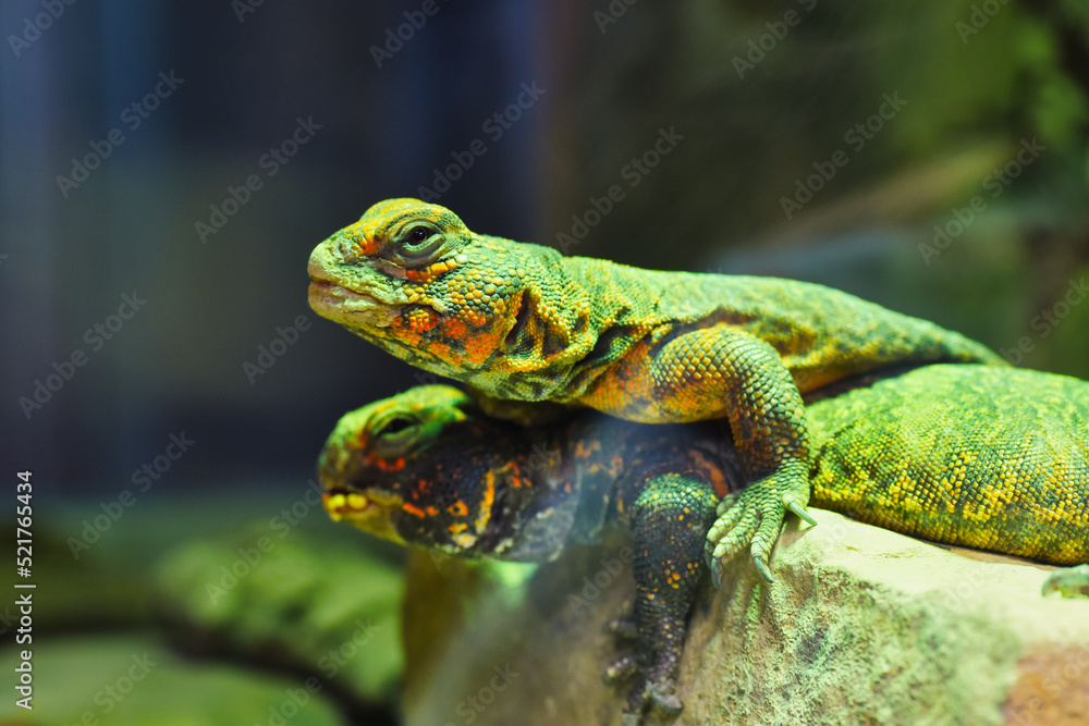 green lizard on a tree green lizard on a tree