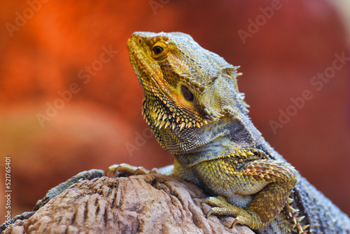 bearded dragon lizard © ukasz