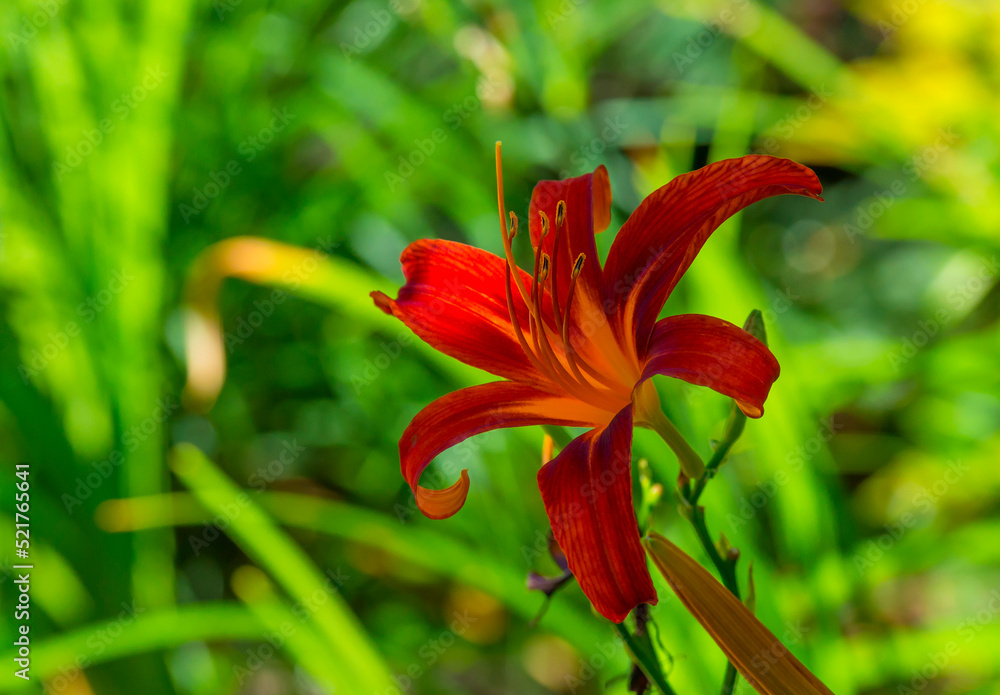 Flower in a colorful garden in bright sunlight in summer, Almere, Flevoland, Netherlands, August, 2022 Flower in a colorful garden in bright sunlight in summer, Almere, Flevoland, Netherlands, August, 2022