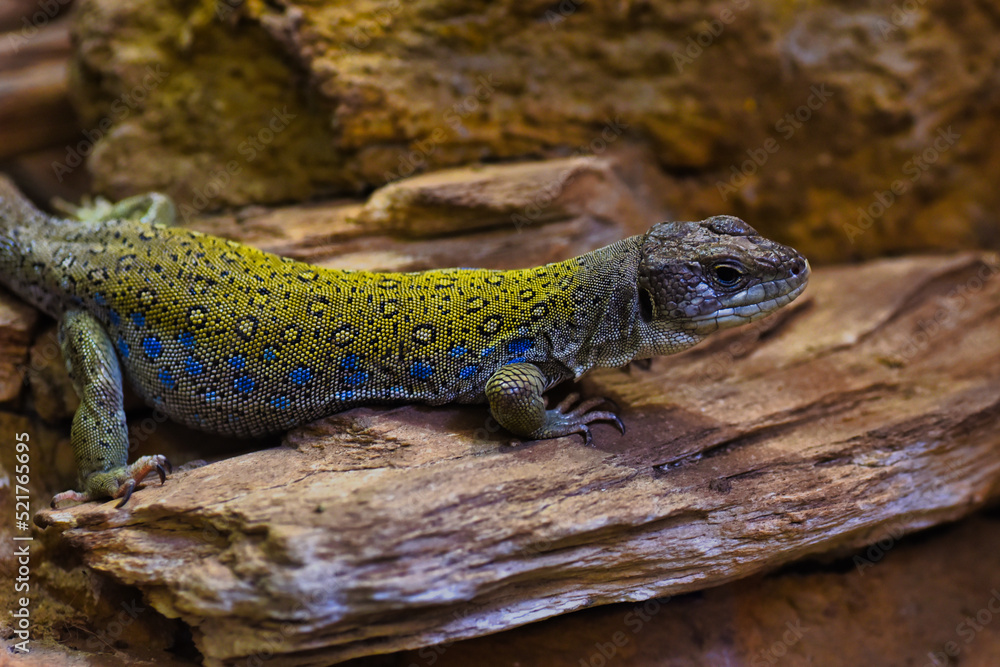Obraz premium lizard on a rock
