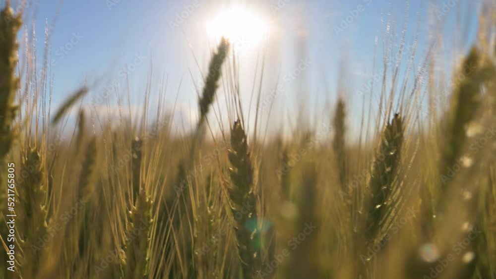 Golden wheat colossus waving with the wind. 4k video footage in slow motion Golden wheat colossus waving with the wind. 4k video footage in slow motion