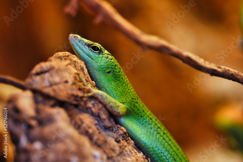 green lizard on a branch