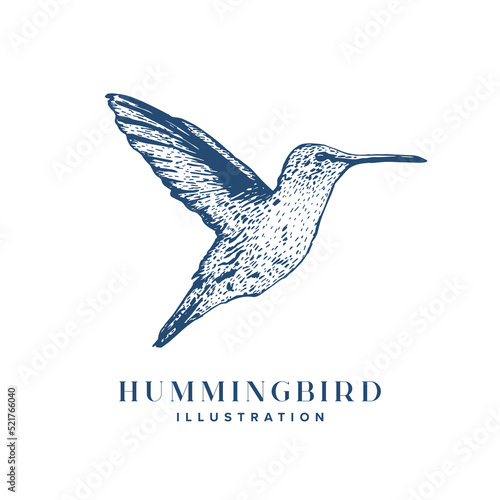 Bird Illustration