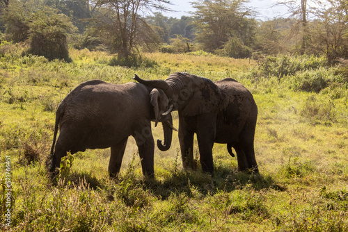 Two young male elephants bashing there heads