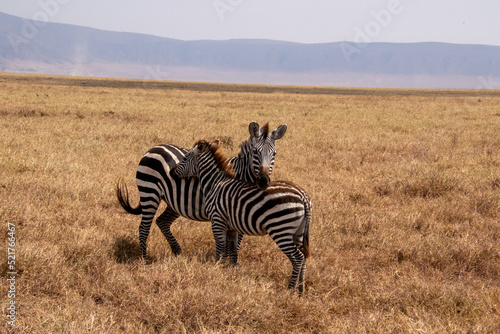 Two Zebras standing next to each