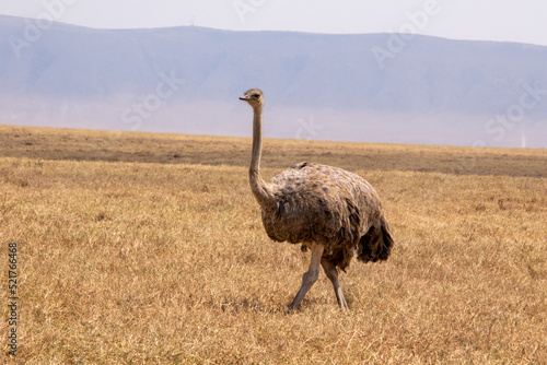 A female Ostrich standing in the middle of the plains