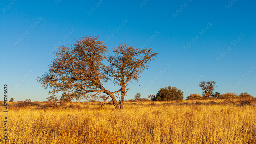 Savanna landscape with dry grass and Camelthorn trees (Vachellia erioloba), typical of the Kalahari desert, Kgalagadi National Park in South Africa Savanna landscape with dry grass and Camelthorn trees (Vachellia erioloba), typical of the Kalahari desert, Kgalagadi National Park in South Africa