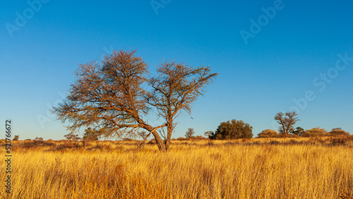 Savanna landscape with dry grass and Camelthorn trees (Vachellia erioloba), typical of the Kalahari desert, Kgalagadi National Park in South Africa