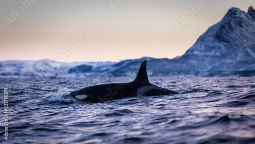 Orca in Norwegian fjord © Dominik Ehrhardt