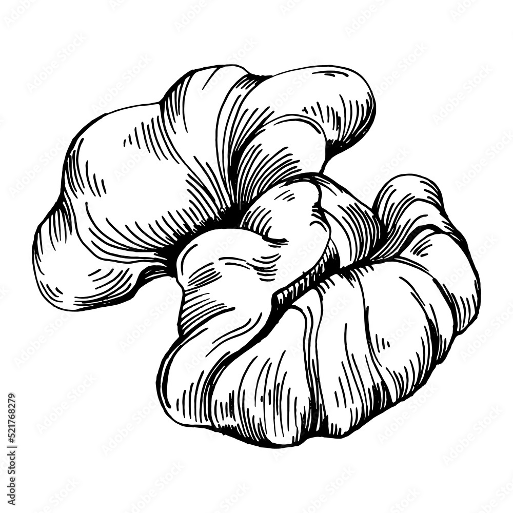 Walnut hand-drawn Vector Illustration isolated on white background. Retro style farm product for restaurant menu, market label, logo, emblem and kitchen design. Decoration for food packaging. Walnut hand-drawn Vector Illustration isolated on white background. Retro style farm product for restaurant menu, market label, logo, emblem and kitchen design. Decoration for food packaging.