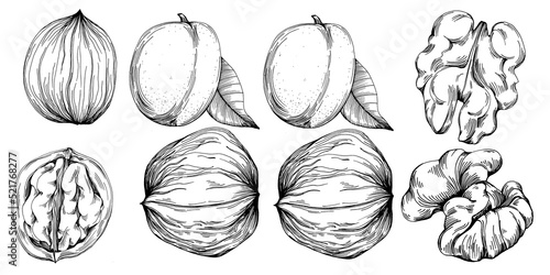 Walnut hand-drawn Vector Illustration isolated on white background. Retro style farm product for restaurant menu, market label, logo, emblem and kitchen design. Decoration for food packaging.