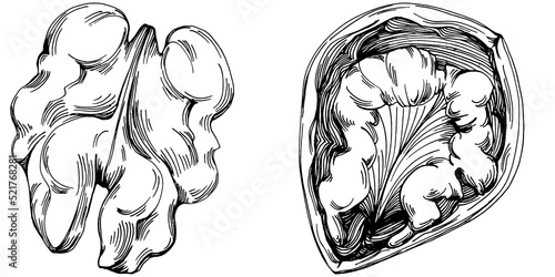 Walnut hand-drawn Vector Illustration isolated on white background. Retro style farm product for restaurant menu, market label, logo, emblem and kitchen design. Decoration for food packaging.