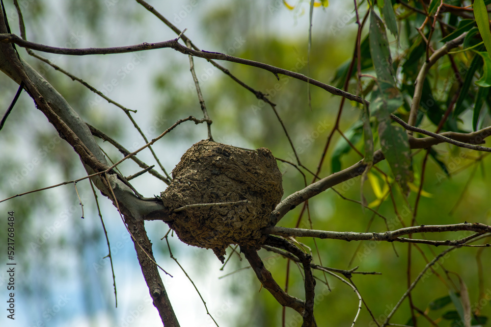 Empty birds nest made of mud and sticks Empty birds nest made of mud and sticks