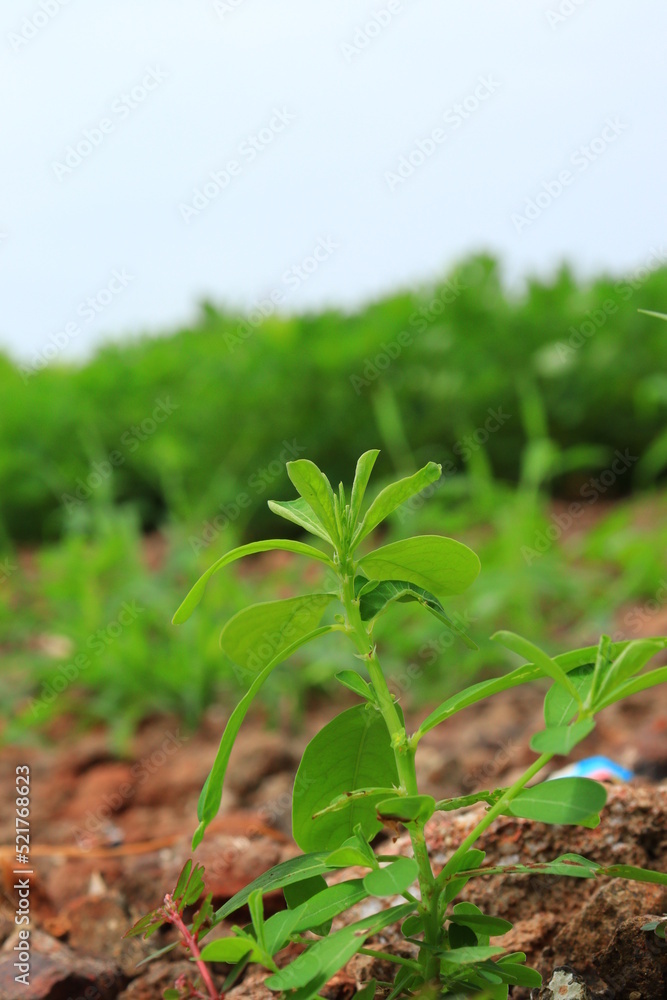 Obraz premium field of corn