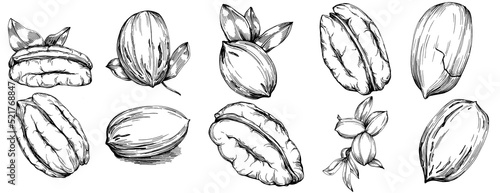 Pecan hand-drawn Vector Illustration isolated on white background. Retro style farm product for restaurant menu, market label, logo, emblem and kitchen design. Decoration for food packaging.