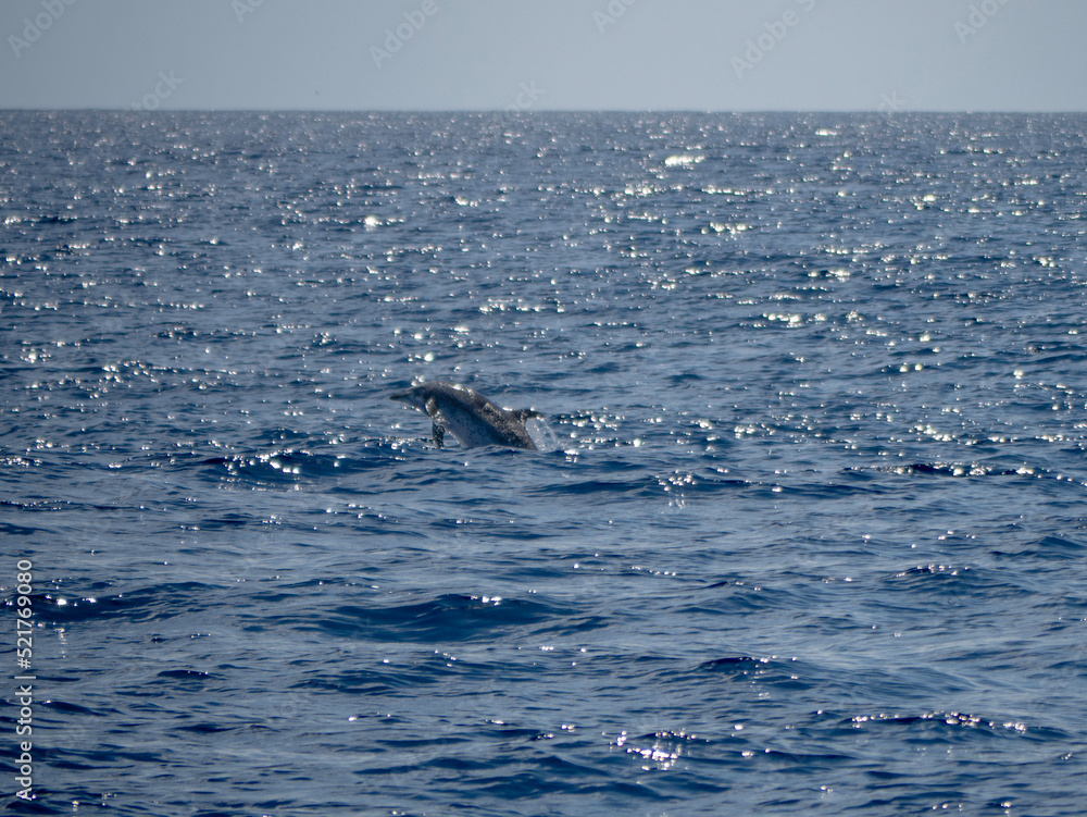 Fototapeta premium dauphin 5