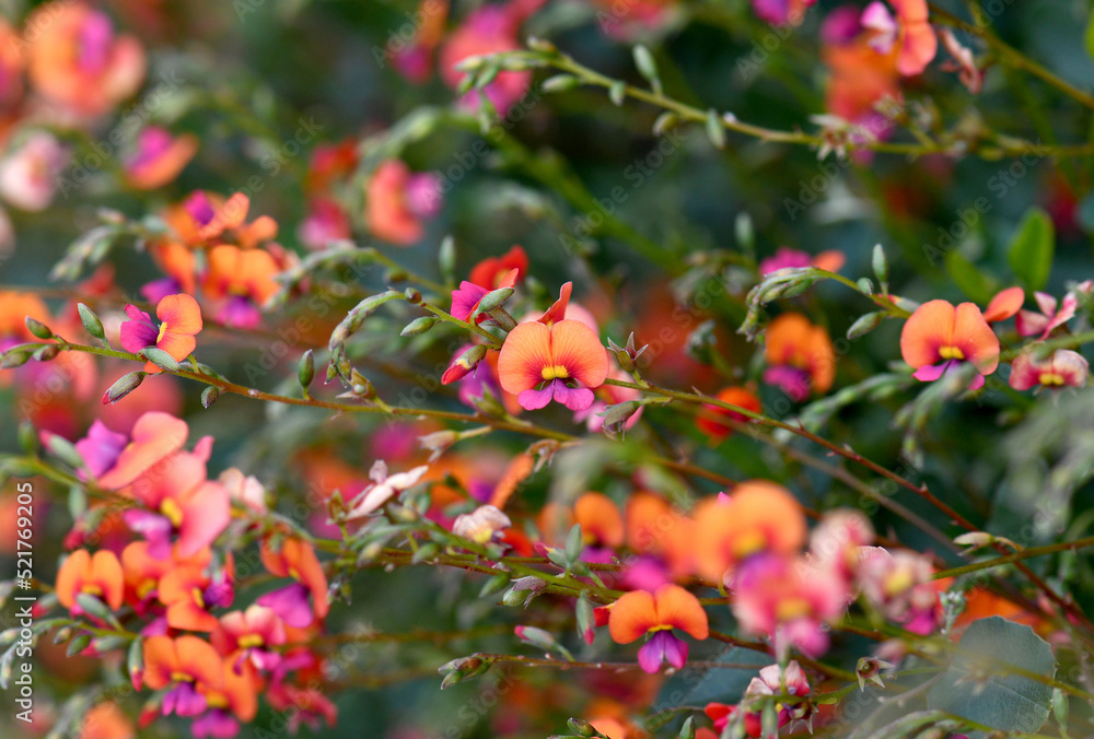Obraz premium Orange and pink flowers of the Australian native Heart Leaf Flame Pea, Chorizema cordatum, family Fabaceae. Endemic to Eucalyptus forests of south-west Western Australia. Winter to spring flowering.