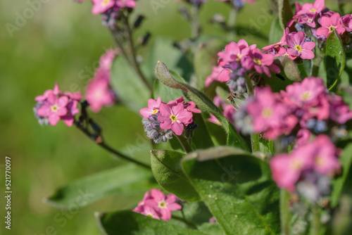 Wallpaper Mural Pink forget-me-not cultivar (Genus Mysotis). Torontodigital.ca