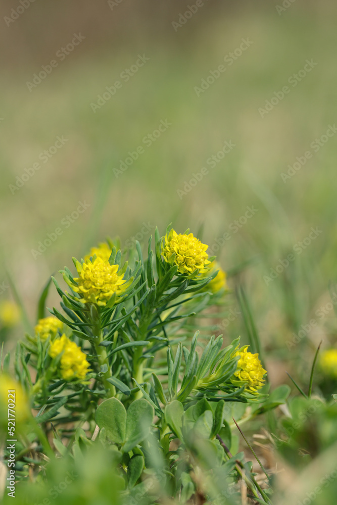 Inflorescence of cypress spurge (Euphorbia cyparissias Inflorescence of cypress spurge (Euphorbia cyparissias