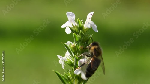 savory with flower and bee