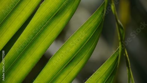 Palm leaves green pattern, abstract tropical green background.