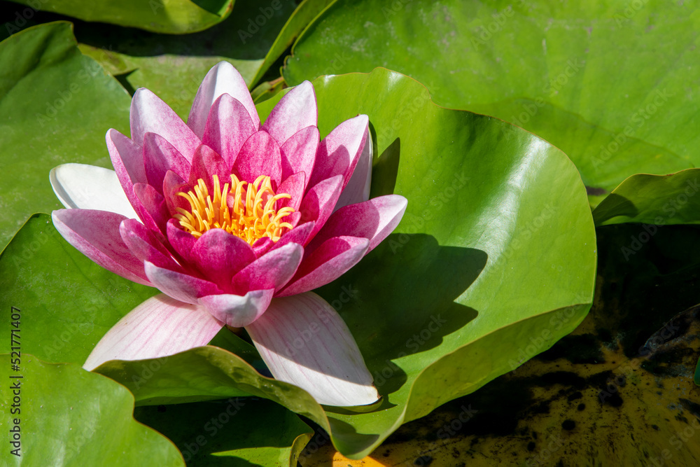 Beautiful pink lotus or water lily flowers blooming on pond in summer. Beautiful pink lotus or water lily flowers blooming on pond in summer.