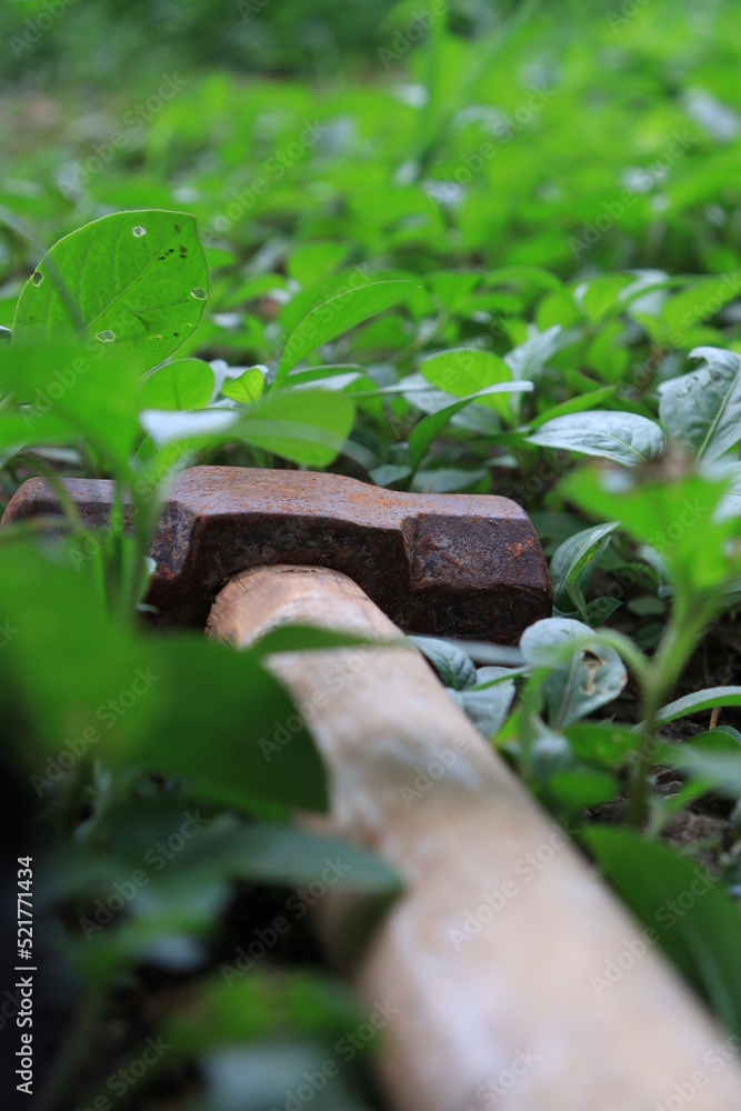 Collection of Indian Sickle (farm tools) hanging on wooden holder isolated on white .Elder laborer with plow tool and neck disease,