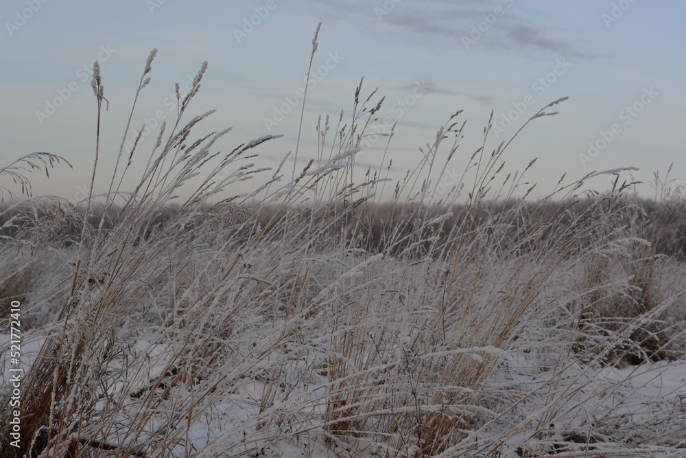 Beautiful winter photo with dry herbs covered by hoarfrost. Beautiful winter photo with dry herbs covered by hoarfrost.
