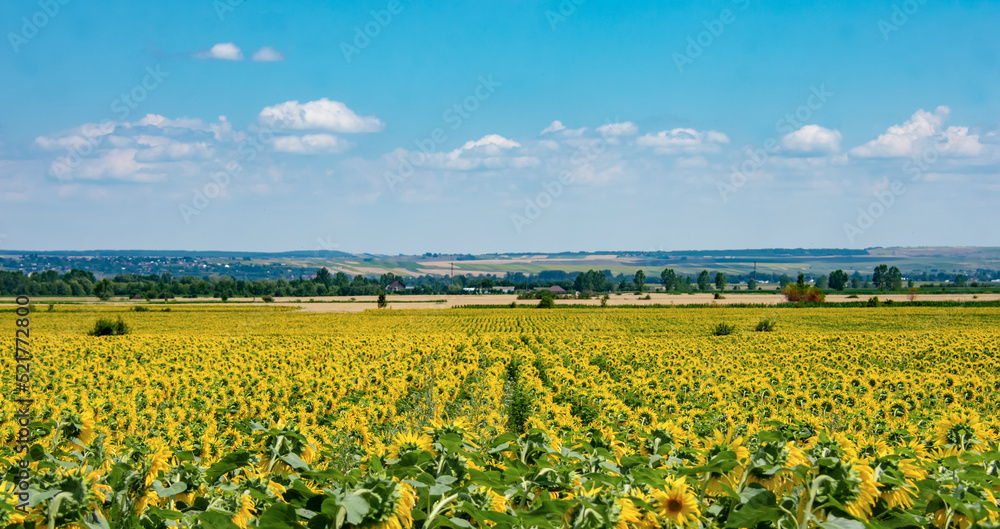 Field cultivation of sunflowers, for the production oil. From Romania.