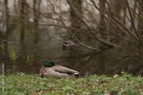 Male common duck resting on a lake or pond coast